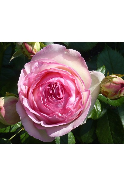 Квітка Троянди плетистої Пєр-де-ронсар